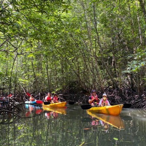 langkawi mangrove kayak